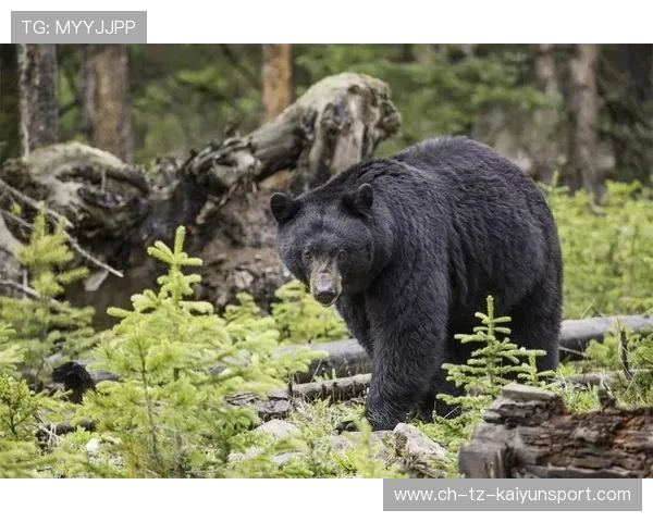 黑熊进市区为何无预警？，黑熊躲进洞里冬眠是什么意思